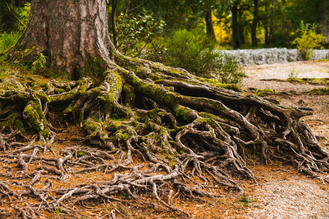 Racines d’arbres entremêlées évoquant le réseau mycélien de Psychup Federation